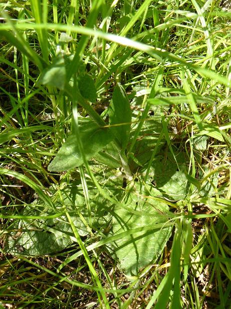 fiore viola con pistilli piumosi - Verbascum phoeniceum